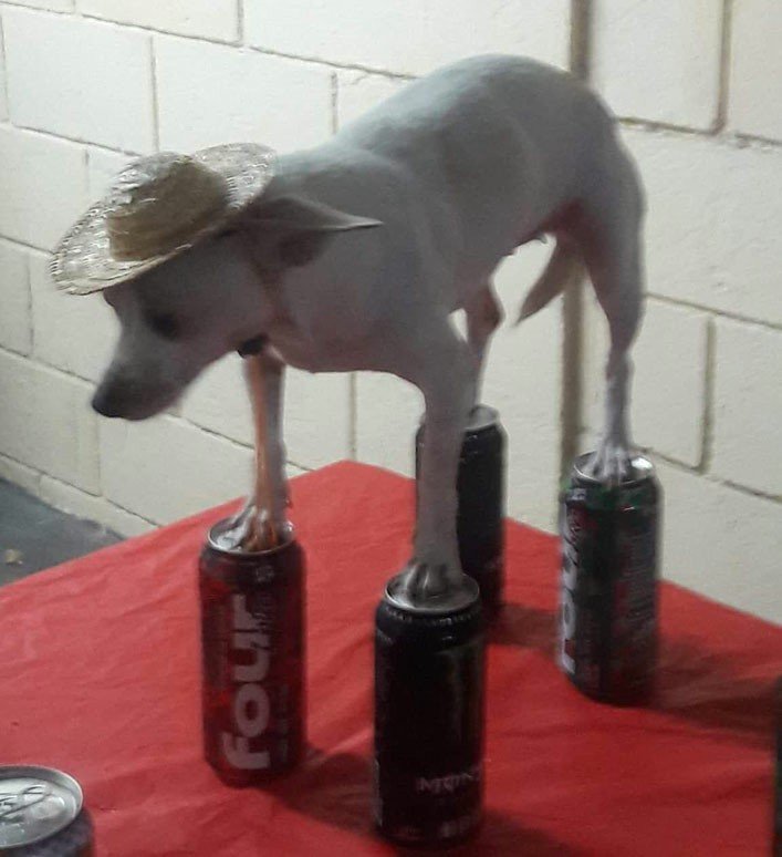 Dog Balancing On Cans