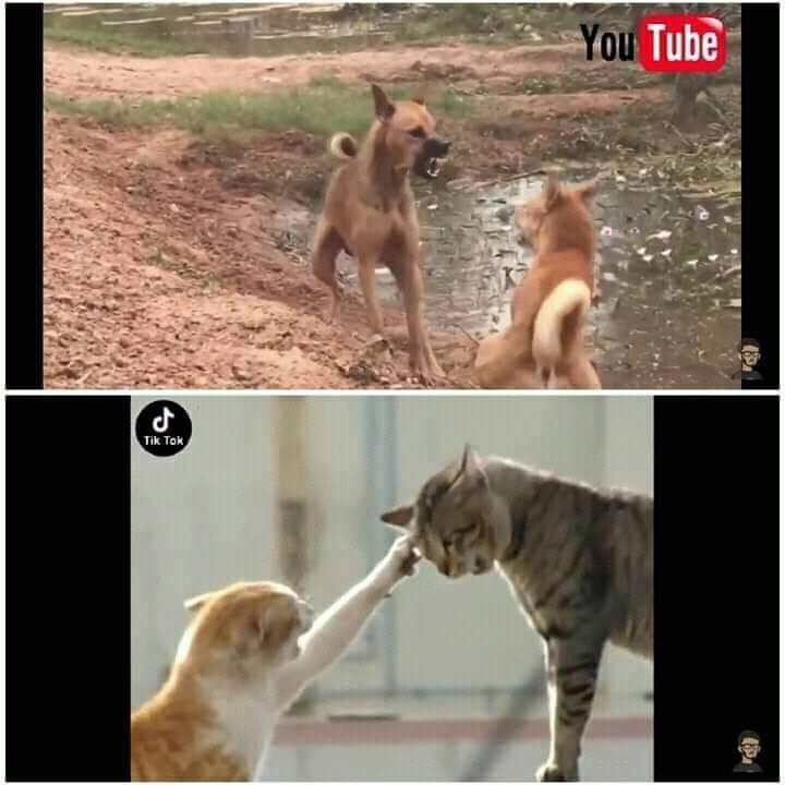 Dogs Fight Vs Cats Fight Meme Template
