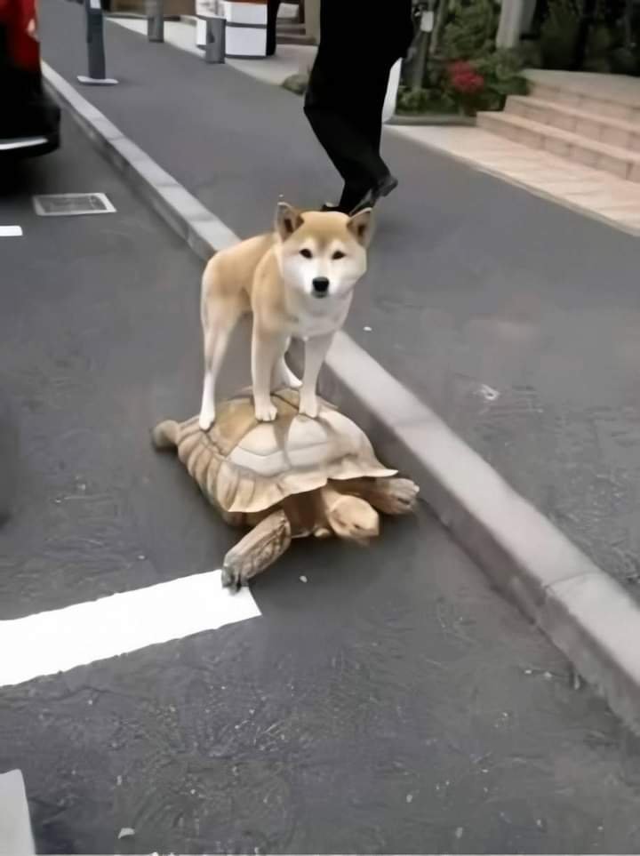 Dog Standing On Turtle