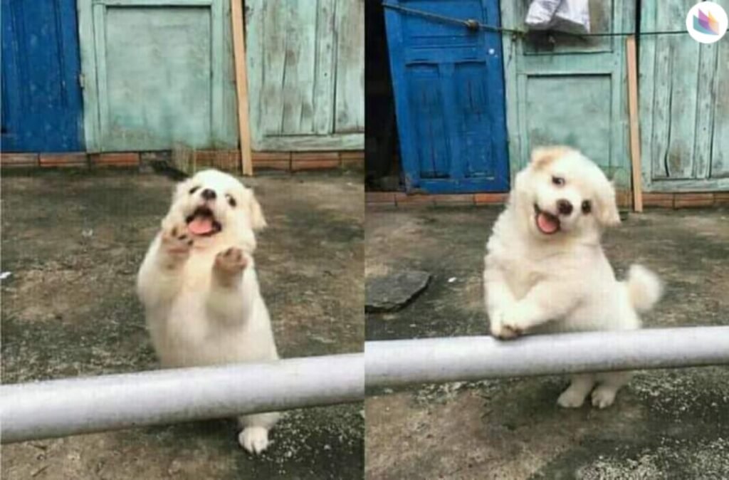 Cute White Dog Stopping Meme Template