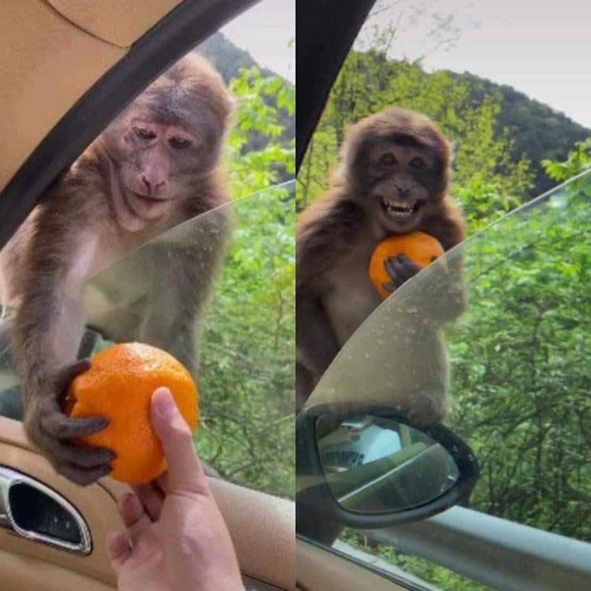 Happy monkey after getting Orange-Monkey getting fruit from car driver-Donation-happy-Latest meme template