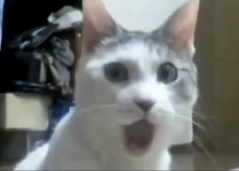 Shocking Reaction Video Clips For Youtube Video Editing Shocking Reaction Memes Download No Copyright