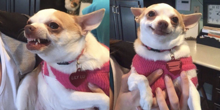 Dog Smiling Meme