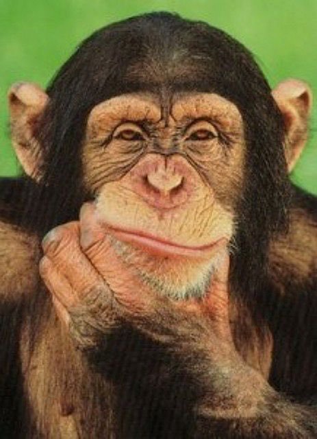 Thinking Memes